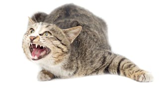 Cats with thromboembolism 
